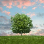 Eco-Friendly Cleaning Services