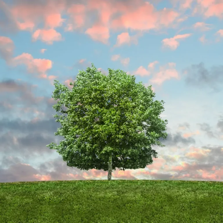 Eco-Friendly Cleaning Services